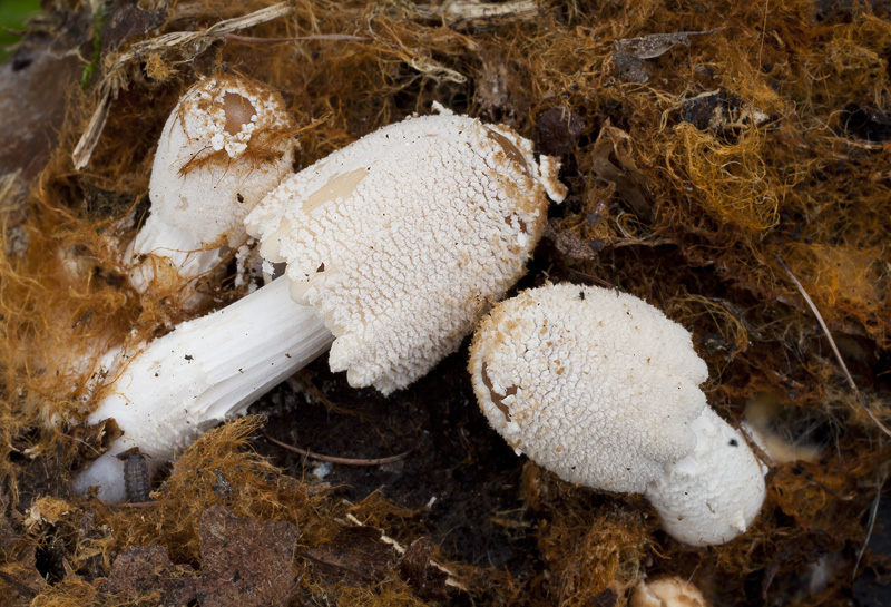 Coprinus domesticus